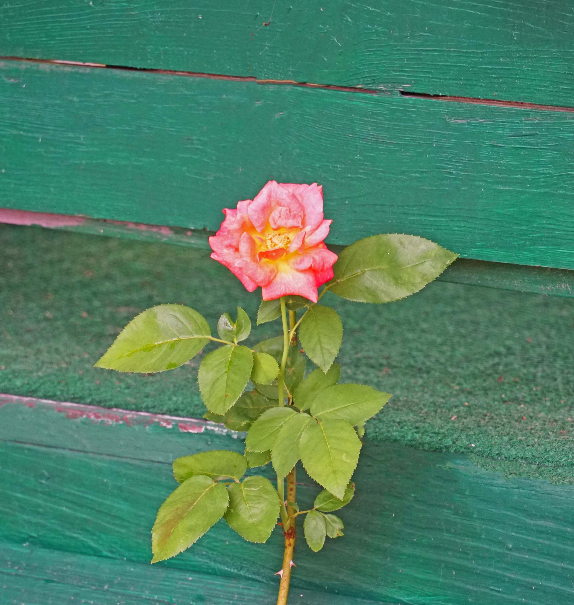 2461 William Brunson Road Summerton, SC 29148 - Photo 9 of 27 Flower 1