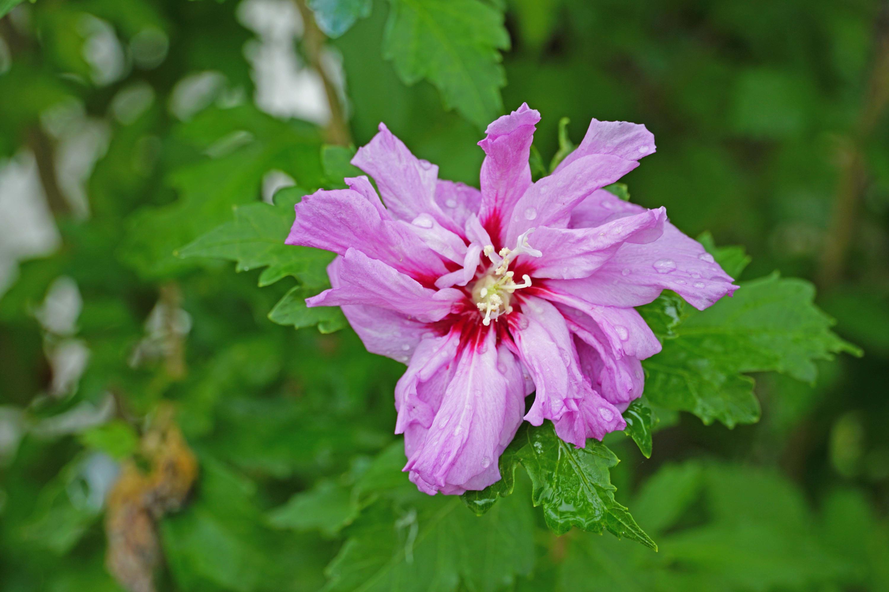 2461 William Brunson Road Summerton, SC 29148 - Photo 10 of 27 Flower 2
