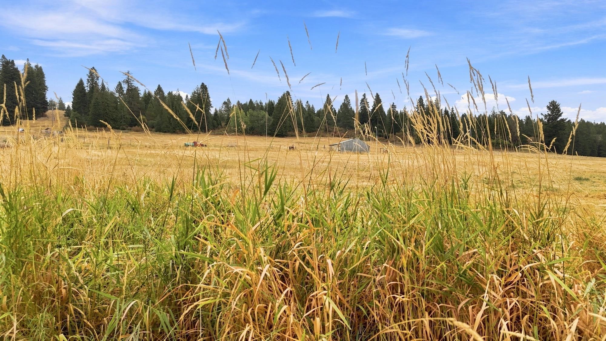 2702 Allen Road Elk, WA 99009 - Photo 15 of 23 Gallery Image 15
