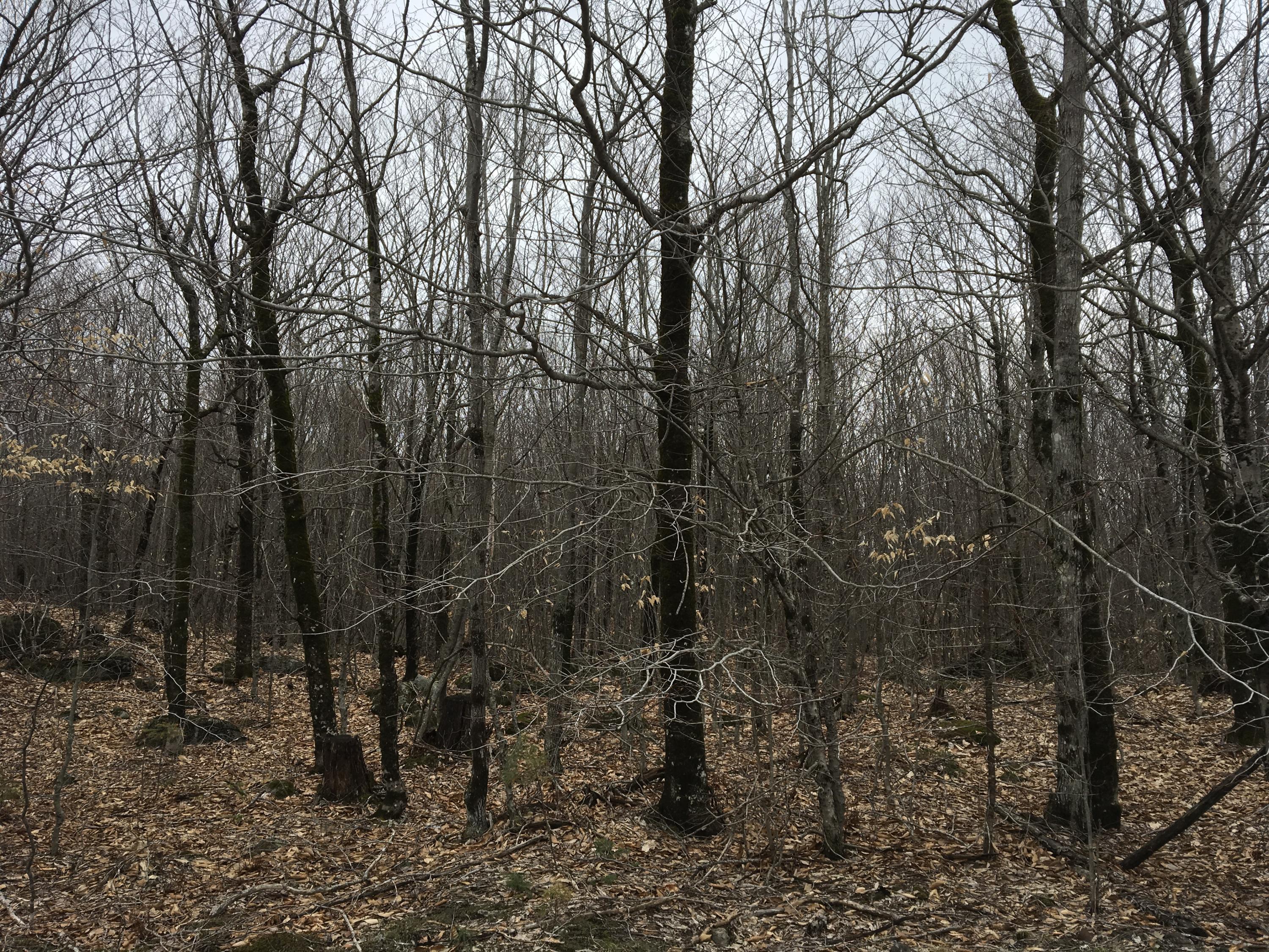5 Map Road Lowell, ME 04493 - Photo 5 of 13 Photo Apr 22, 1 56 21 PM