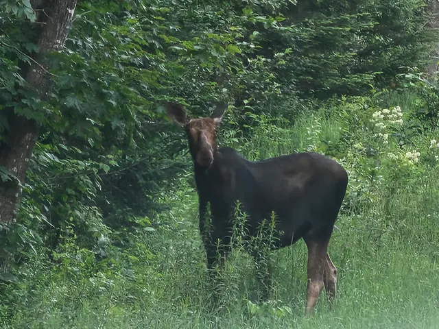 $109,000 | M26-l11.2 Boulder Road, Danforth, ME 04424