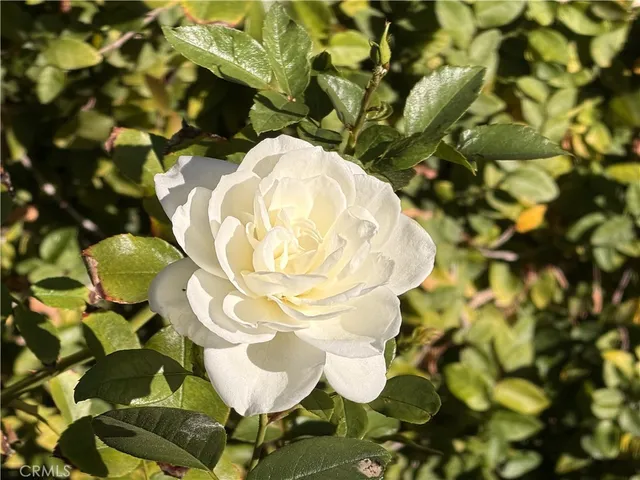 $814,888 | 46302 Lone Pine Drive, Temecula, CA 92592