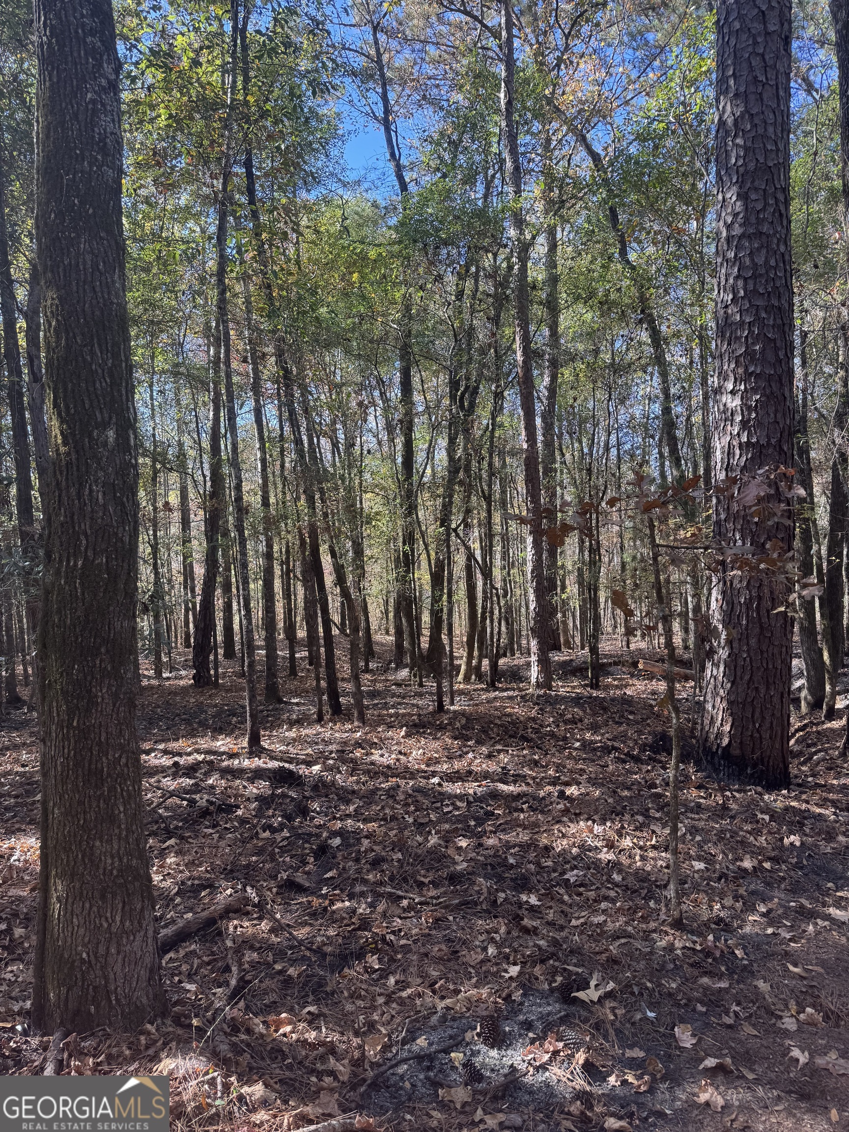 4517 Hwy 18 West Point, GA 31833 - Photo 5 of 7 a view of outdoor space with trees