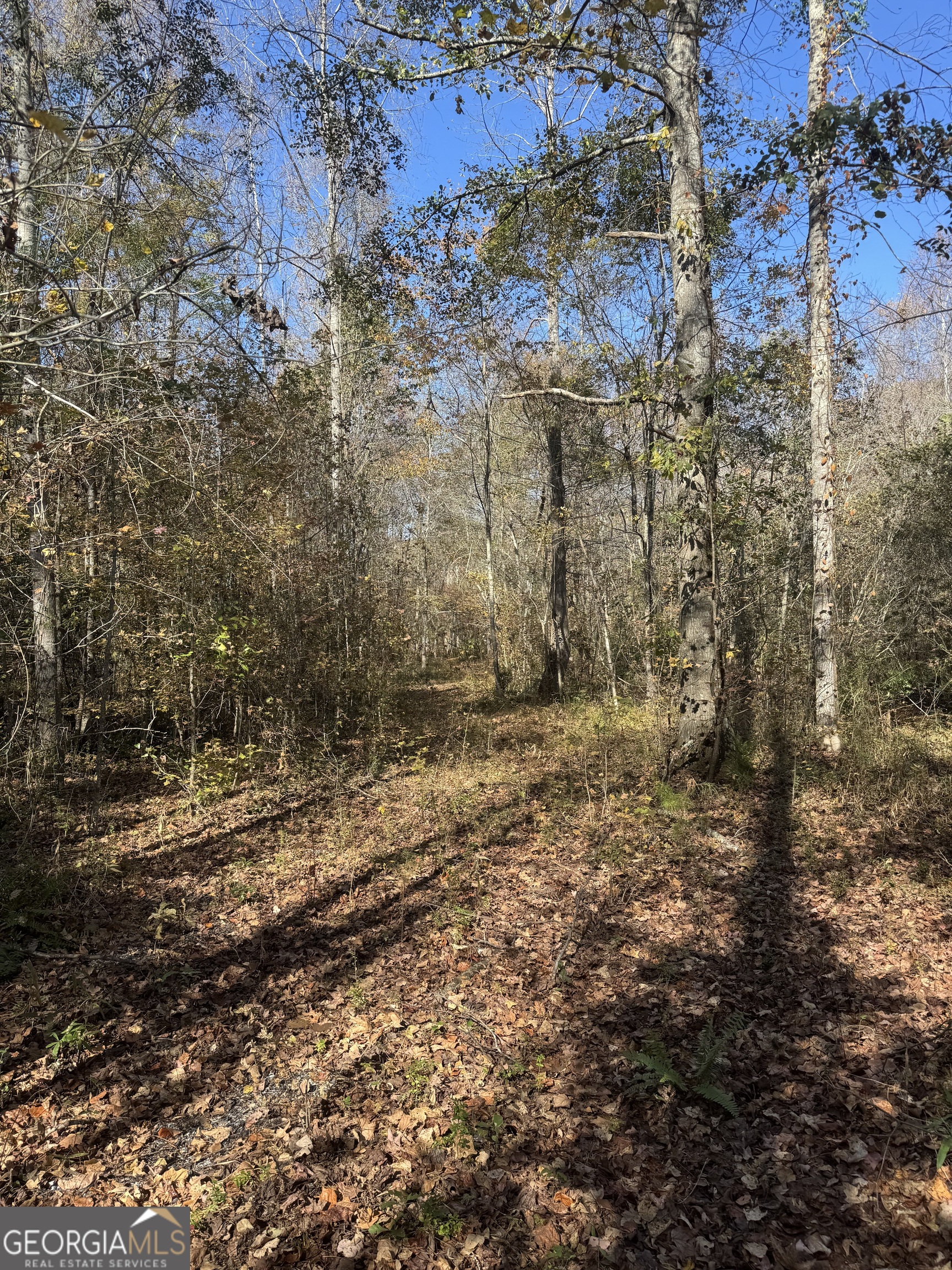 4517 Hwy 18 West Point, GA 31833 - Photo 6 of 7 a view of a yard with lots of bushes