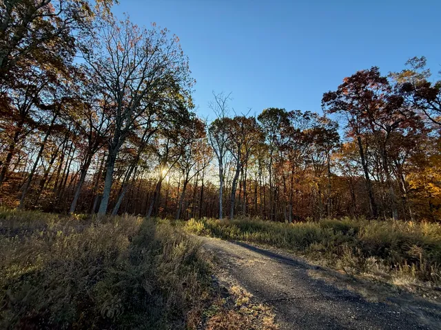 a view of backyard and tree