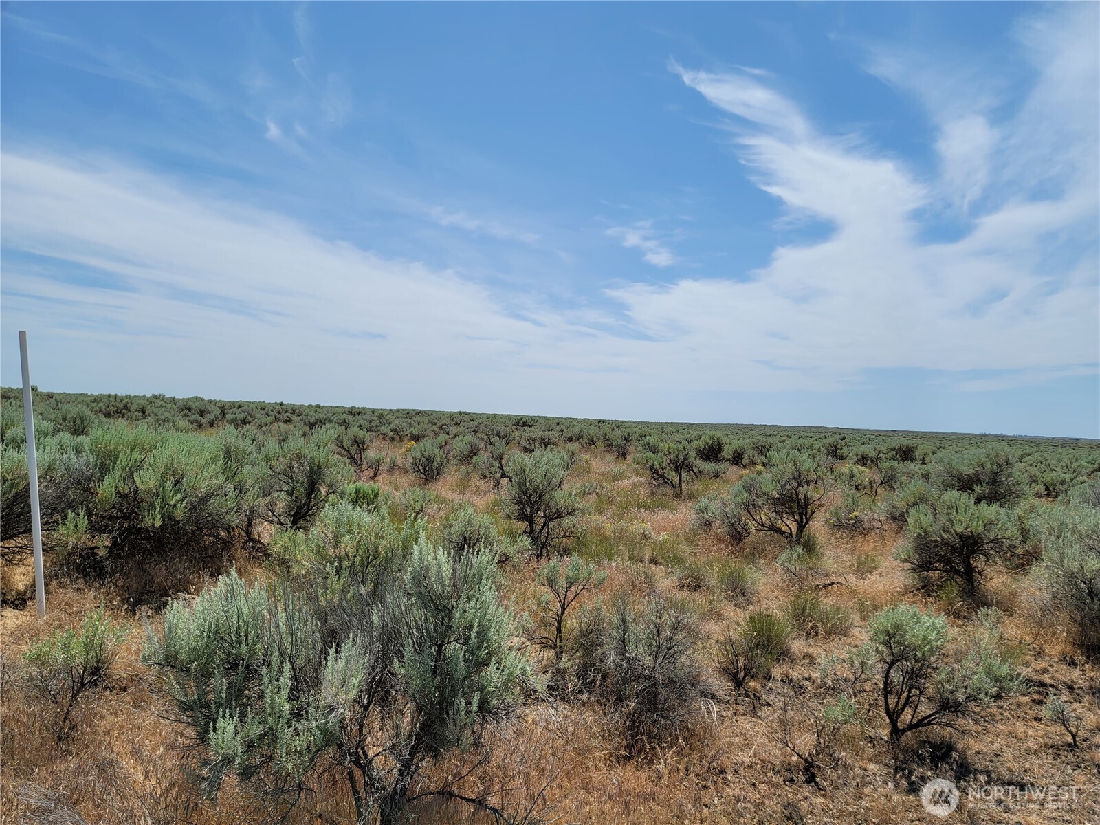 a view of a field with plants and trees