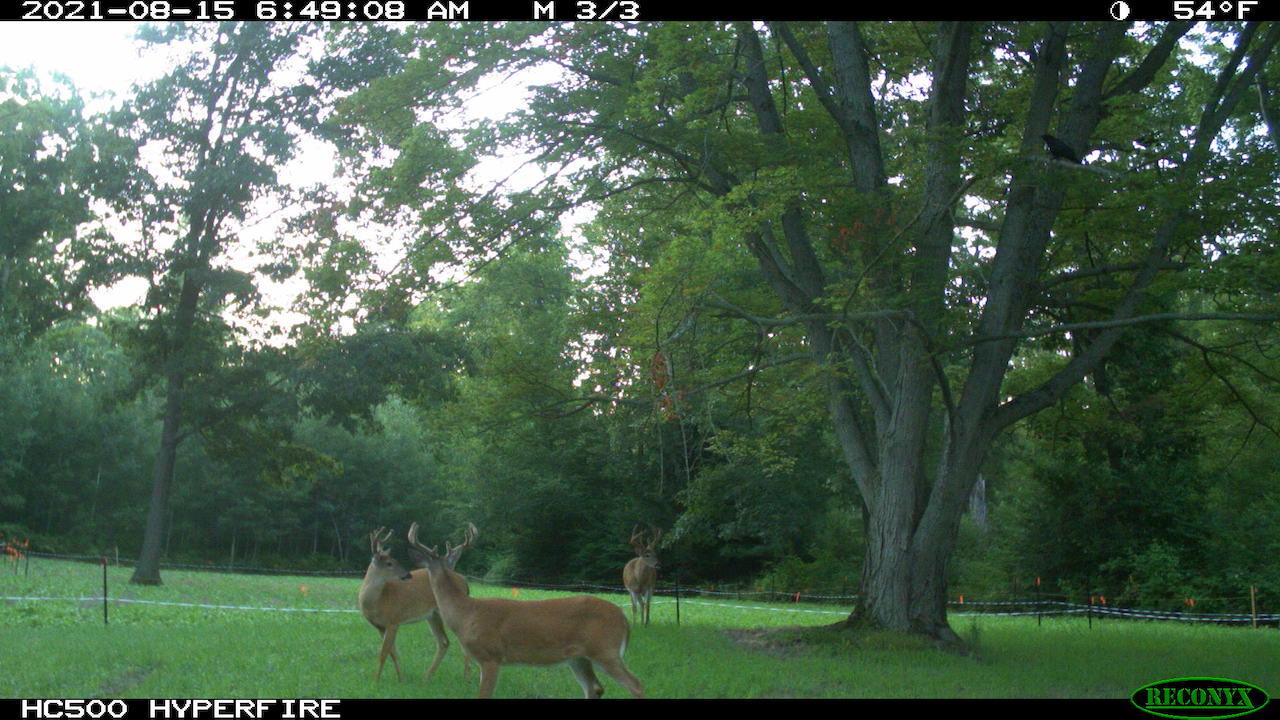 11060 Nolan Road Gladwin, MI 48624 - Photo 157 of 224 IMG_0120
