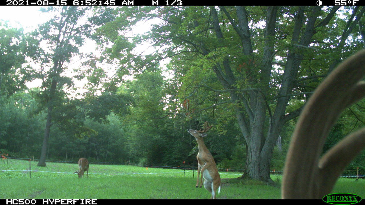 11060 Nolan Road Gladwin, MI 48624 - Photo 158 of 224 IMG_0136