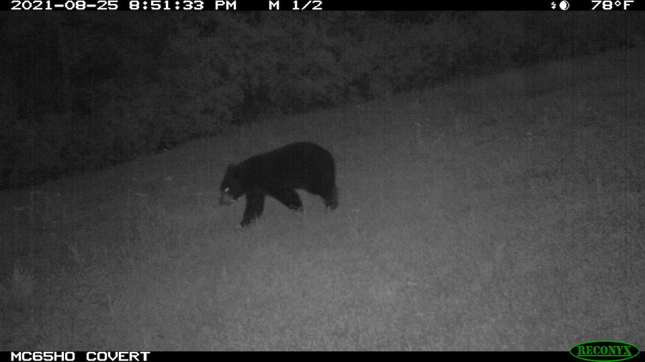 11060 Nolan Road Gladwin, MI 48624 - Photo 161 of 224 IMG_0163