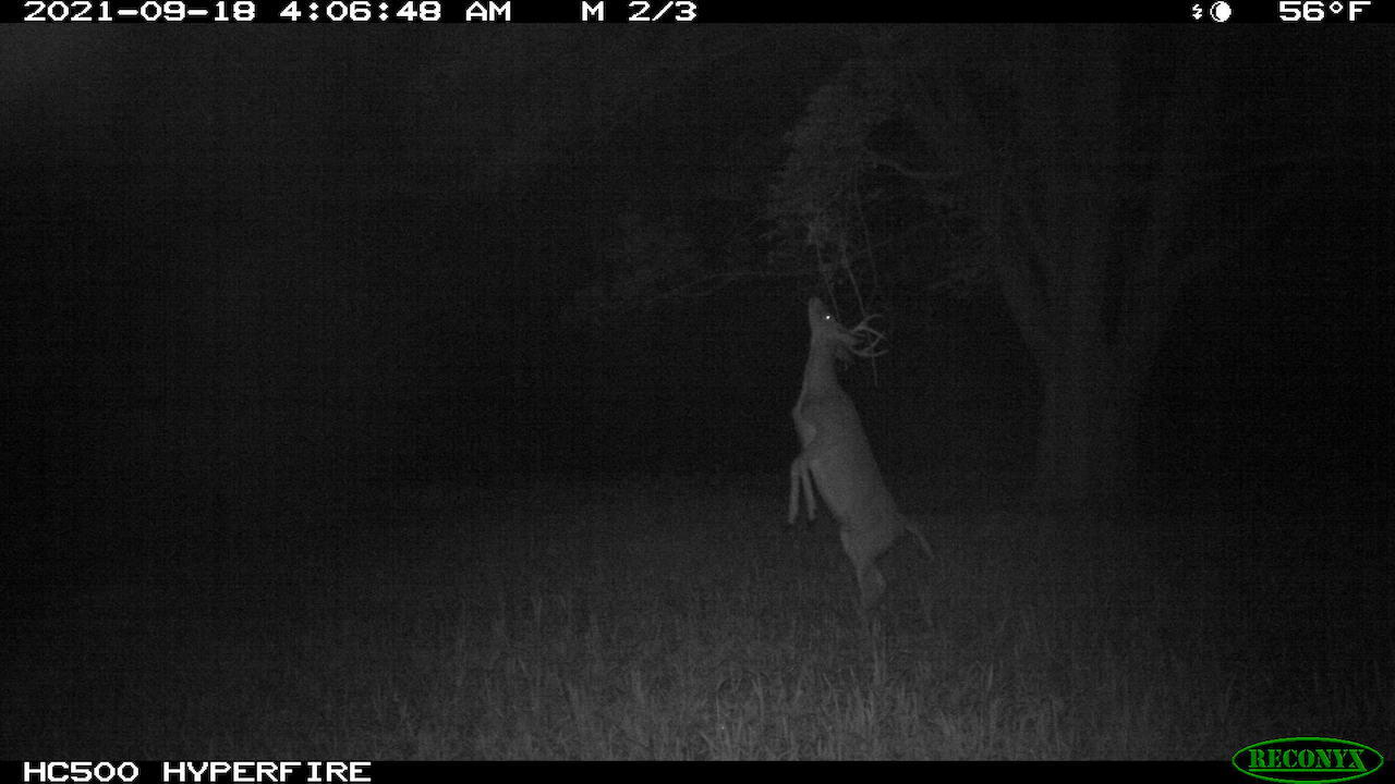 11060 Nolan Road Gladwin, MI 48624 - Photo 172 of 224 IMG_1442