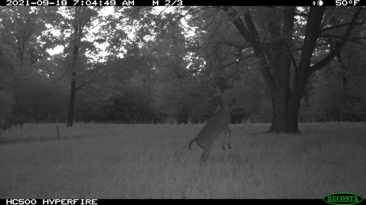 11060 Nolan Road Gladwin, MI 48624 - Photo 174 of 224 IMG_1496