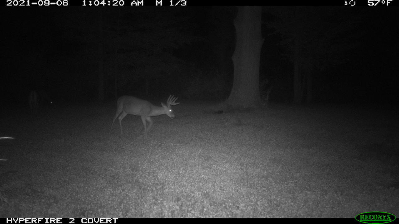 11060 Nolan Road Gladwin, MI 48624 - Photo 188 of 224 RCNX0529