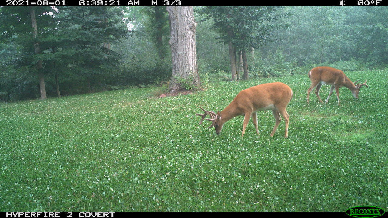 11060 Nolan Road Gladwin, MI 48624 - Photo 190 of 224 RCNX0681