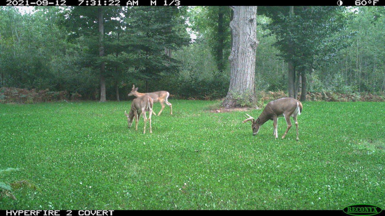 11060 Nolan Road Gladwin, MI 48624 - Photo 196 of 224 RCNX1558