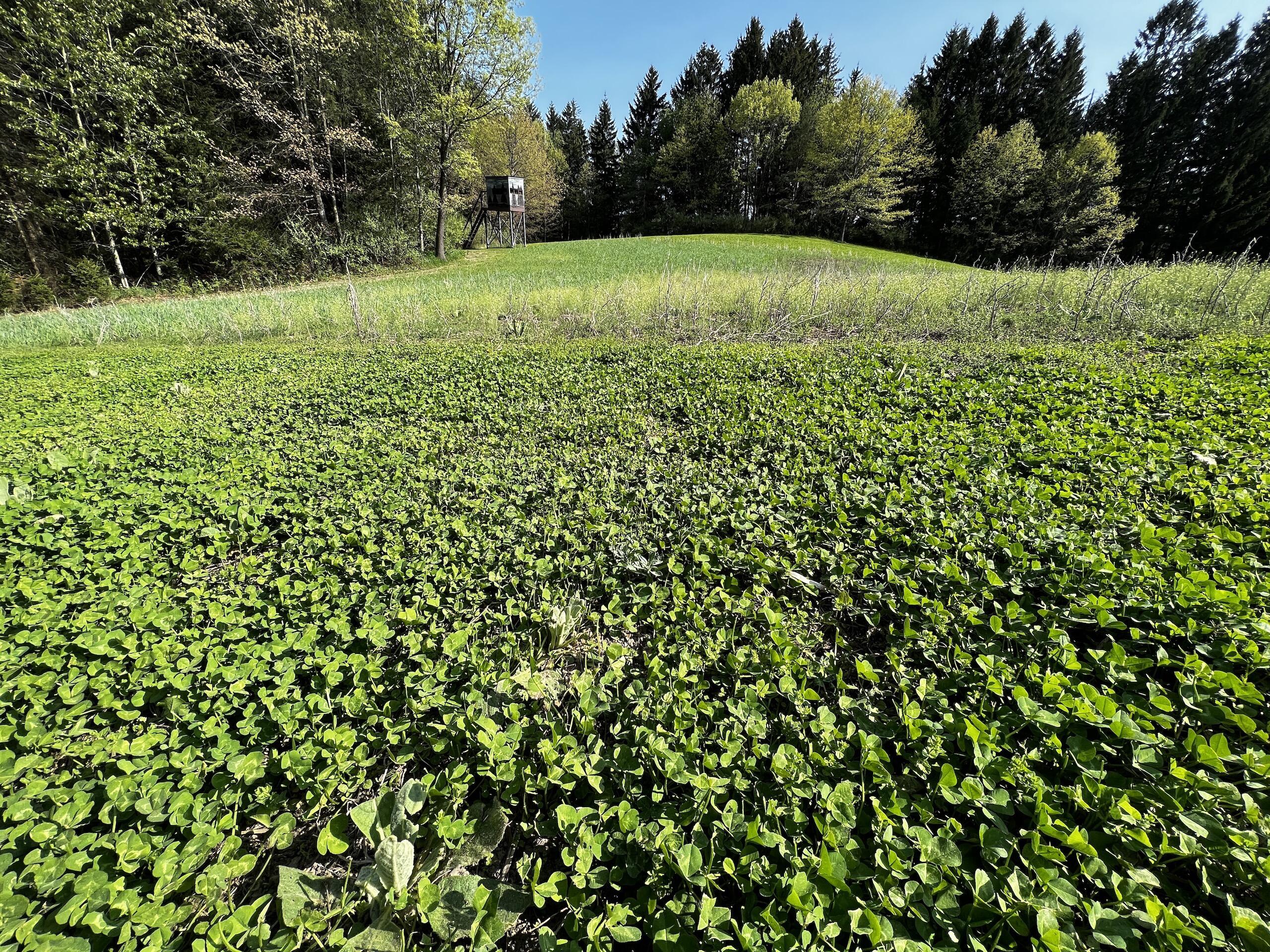 11060 Nolan Road Gladwin, MI 48624 - Photo 22 of 224 IMG_1048