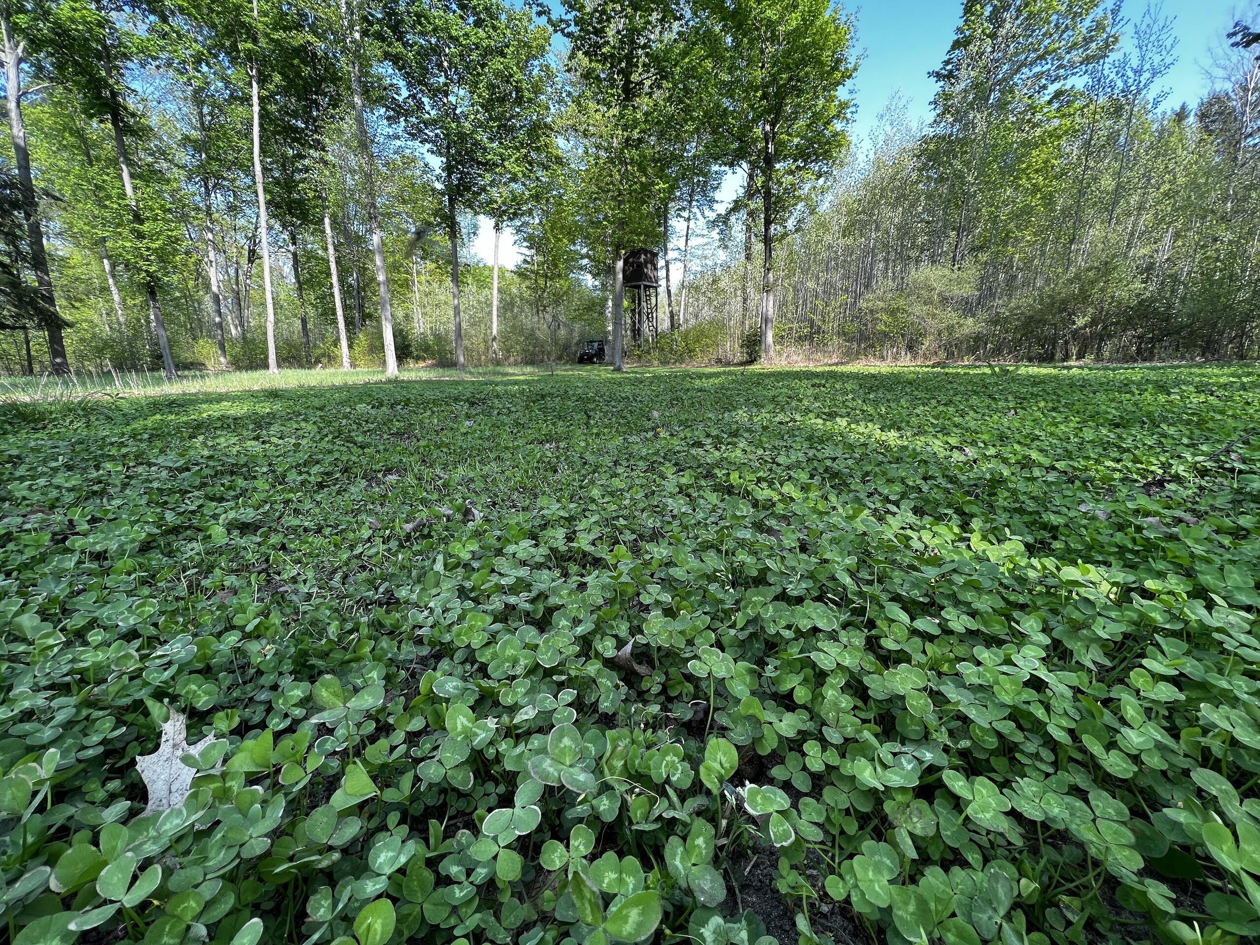 11060 Nolan Road Gladwin, MI 48624 - Photo 39 of 224 IMG_1065