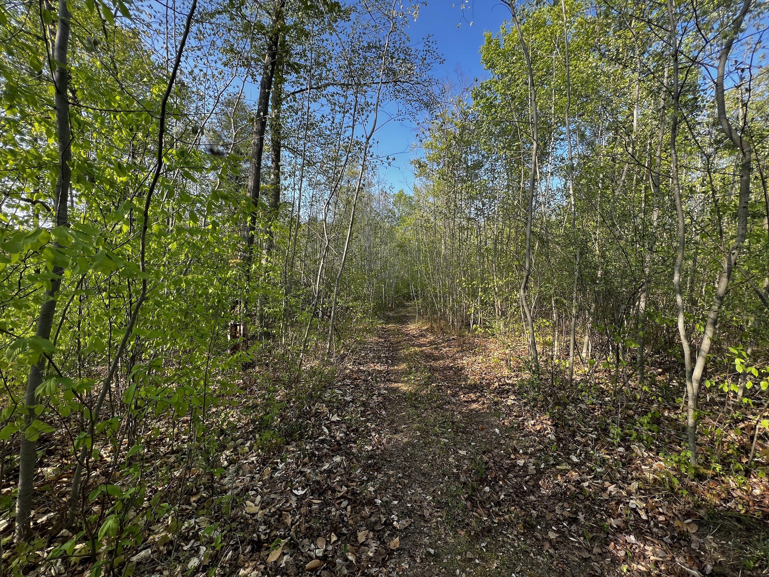 11060 Nolan Road Gladwin, MI 48624 - Photo 57 of 224 IMG_1087