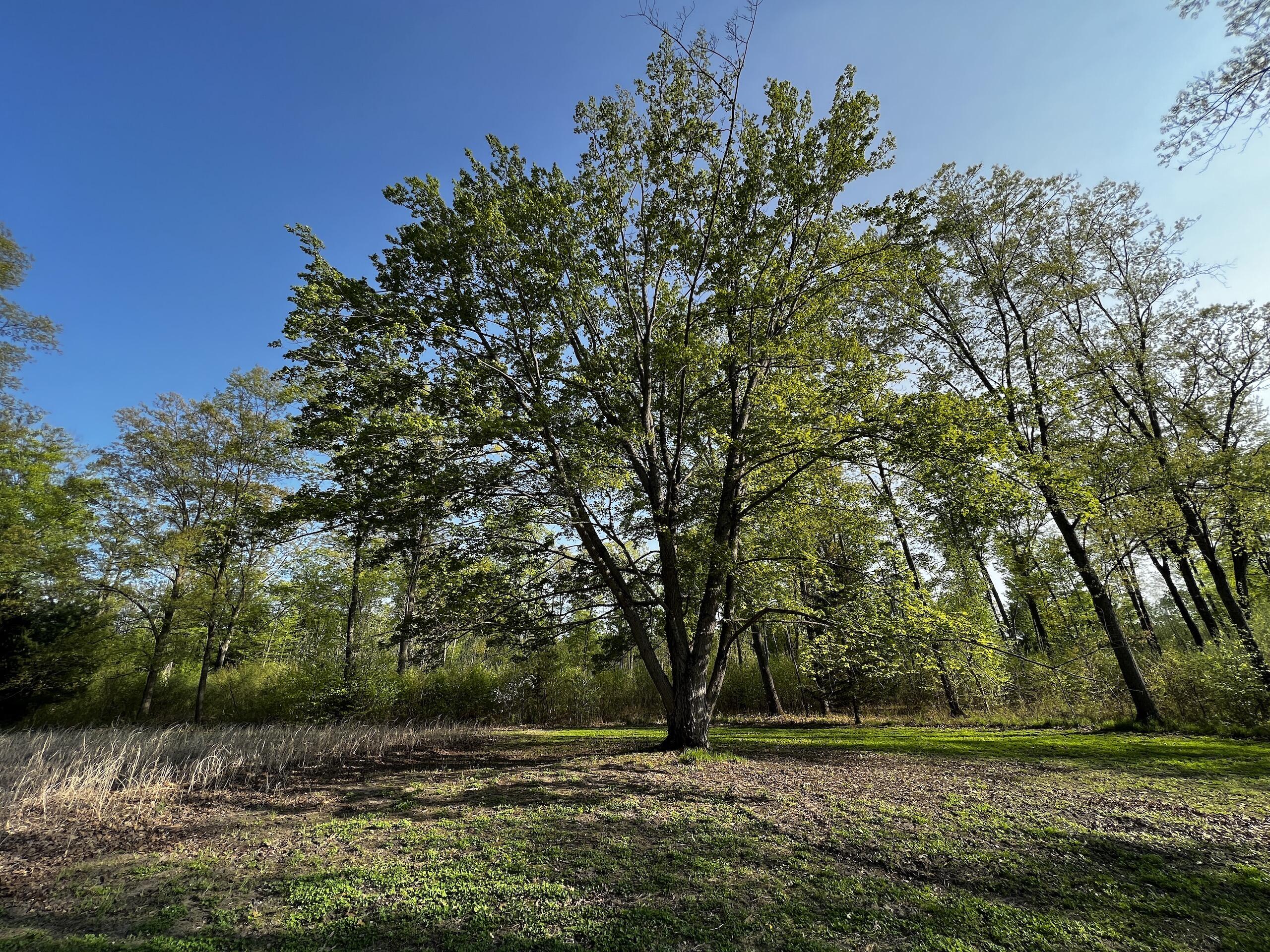 11060 Nolan Road Gladwin, MI 48624 - Photo 64 of 224 IMG_1095