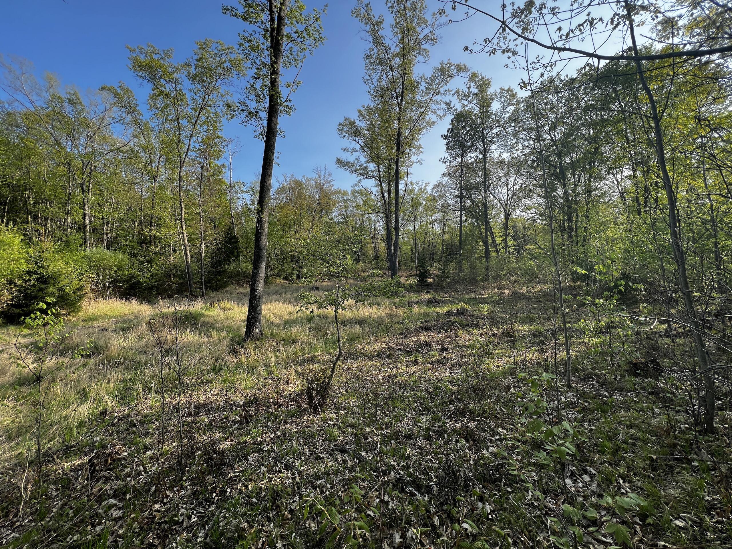 11060 Nolan Road Gladwin, MI 48624 - Photo 69 of 224 IMG_1104