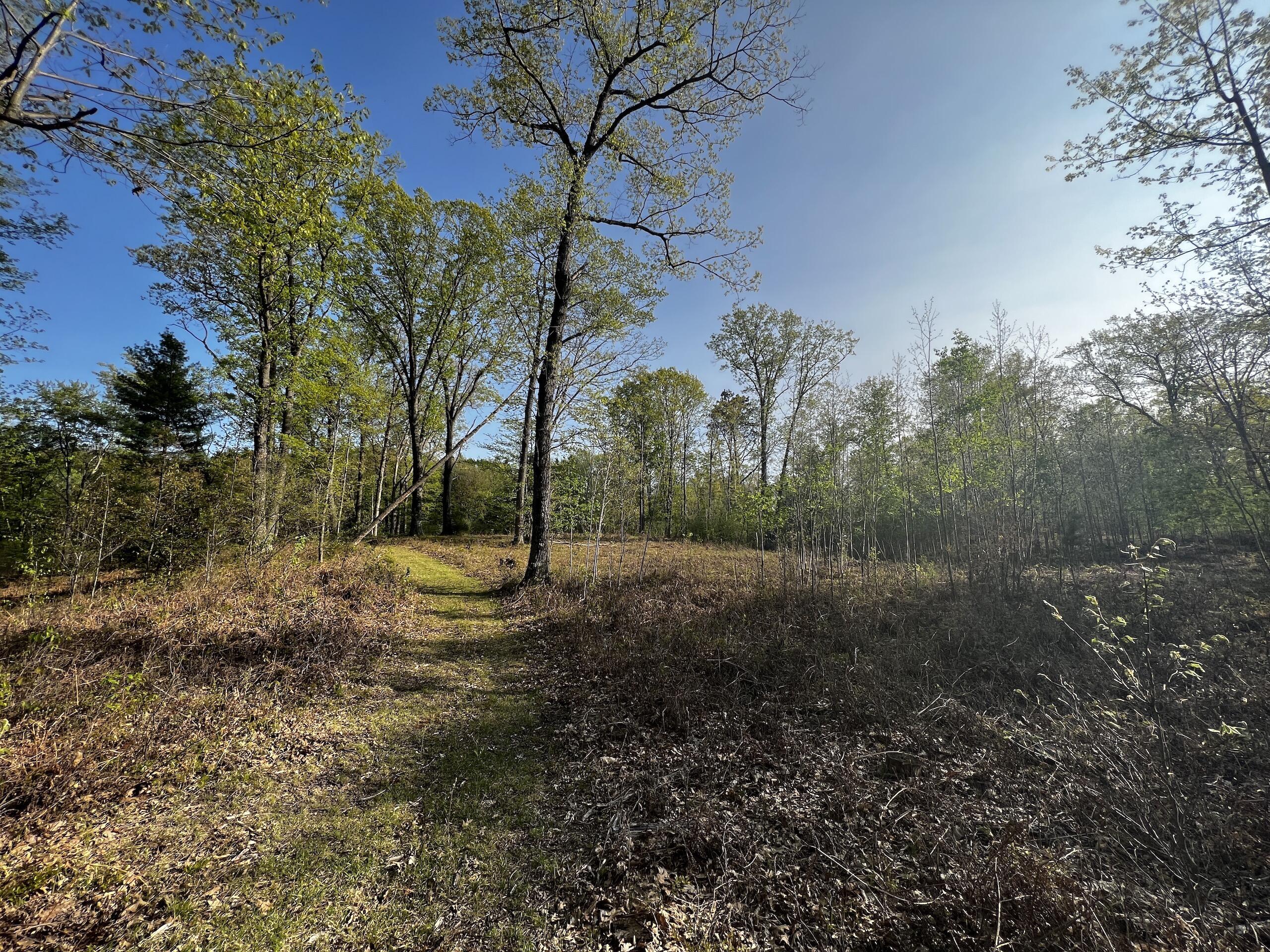 11060 Nolan Road Gladwin, MI 48624 - Photo 71 of 224 IMG_1107