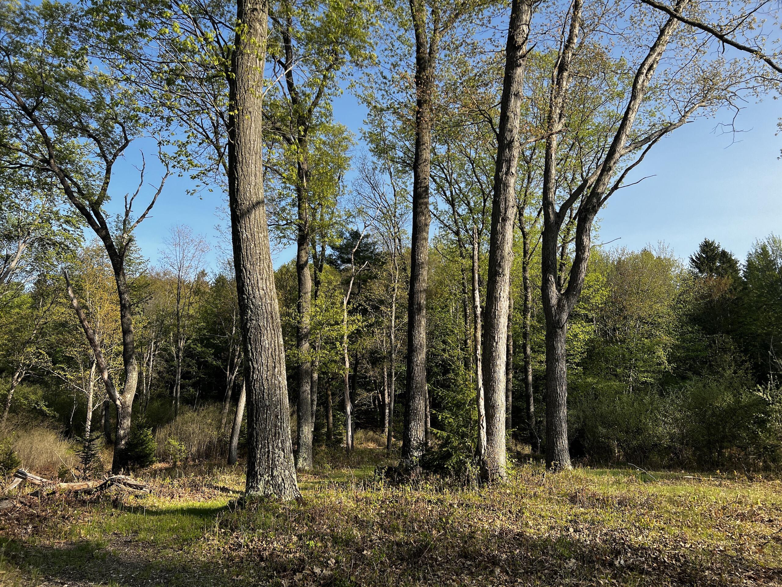 11060 Nolan Road Gladwin, MI 48624 - Photo 75 of 224 IMG_1113
