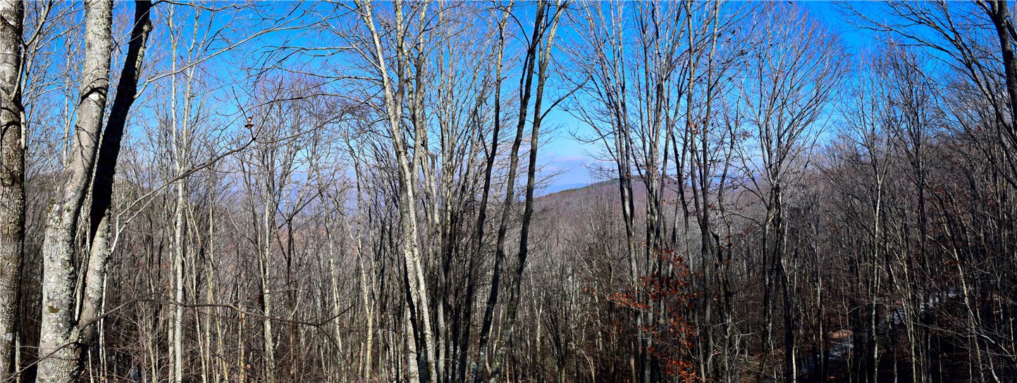 220 Lakeledge Road Beech Mountain, NC 28604 - Photo 5 of 25 Gallery Image 5