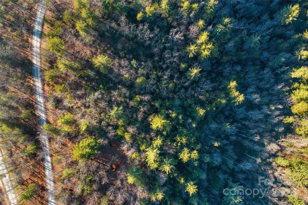 a picture of tree
