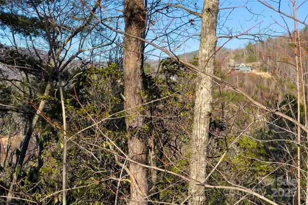 a picture of a tree