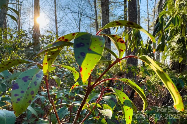 a view of that has a tree