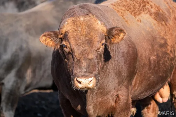 $2,900,000 | 3292 South 107th Road, Flemington, MO 65650