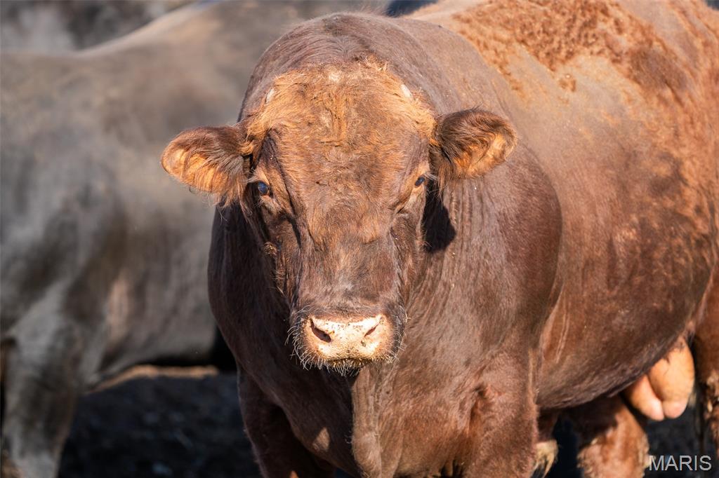 3292 South 107th Road Flemington, MO 65650 - Photo 65 of 69