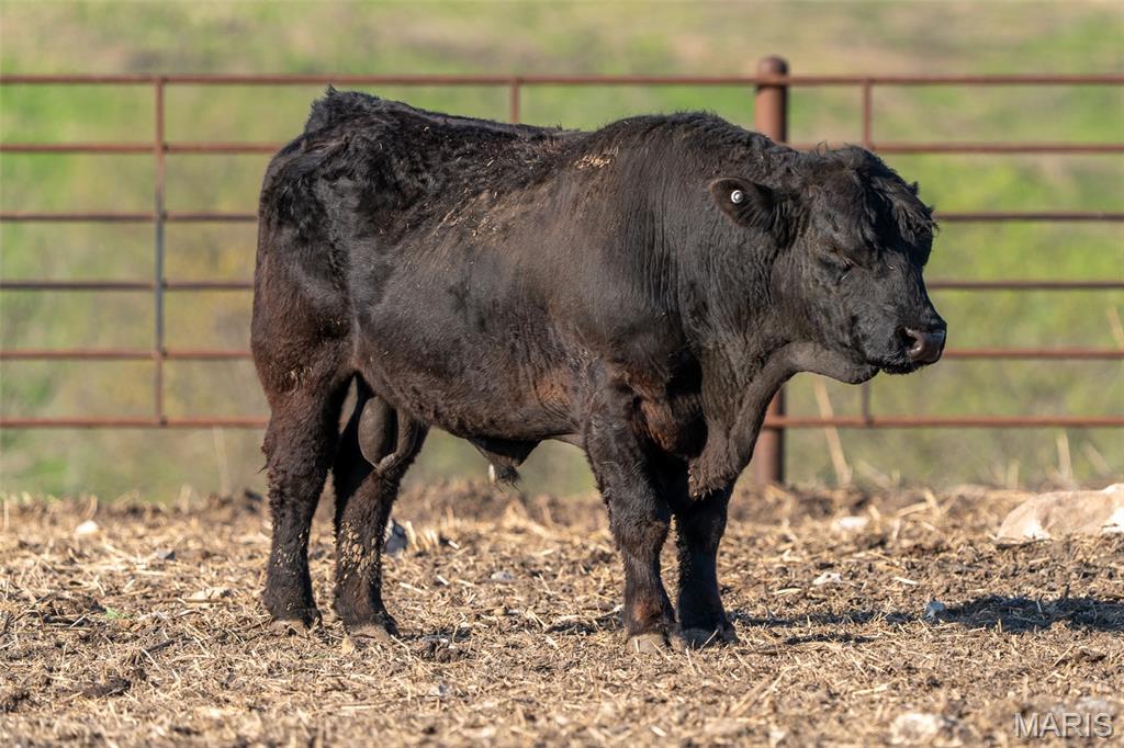 3292 South 107th Road Flemington, MO 65650 - Photo 69 of 69