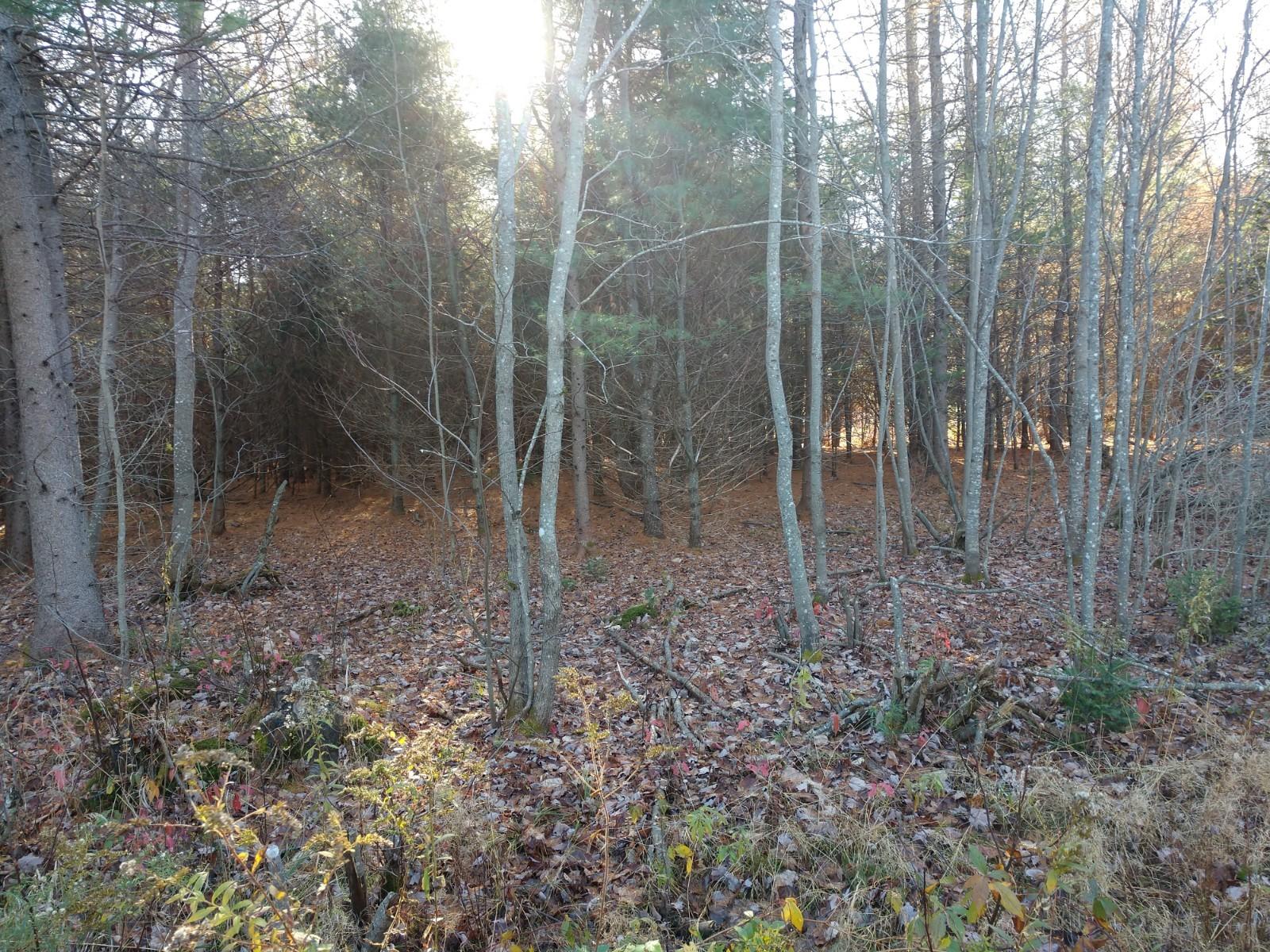 Lot 7 Emery Road Medford, ME 04463 - Photo 5 of 16 IMG_20191102_094836956