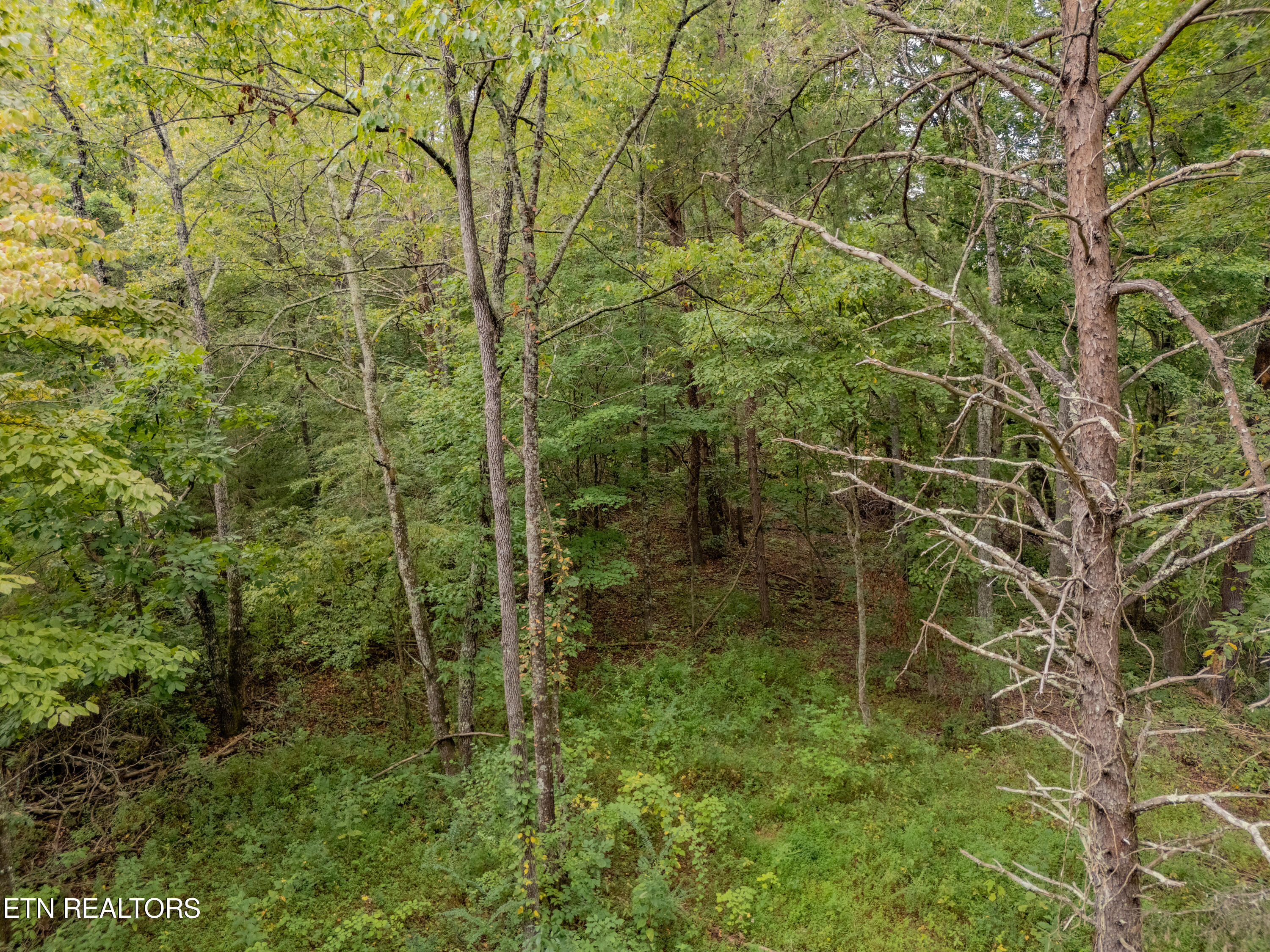 Lot 6 Black Oak Road Harriman, TN 37748 - Photo 5 of 13 IMG_5426