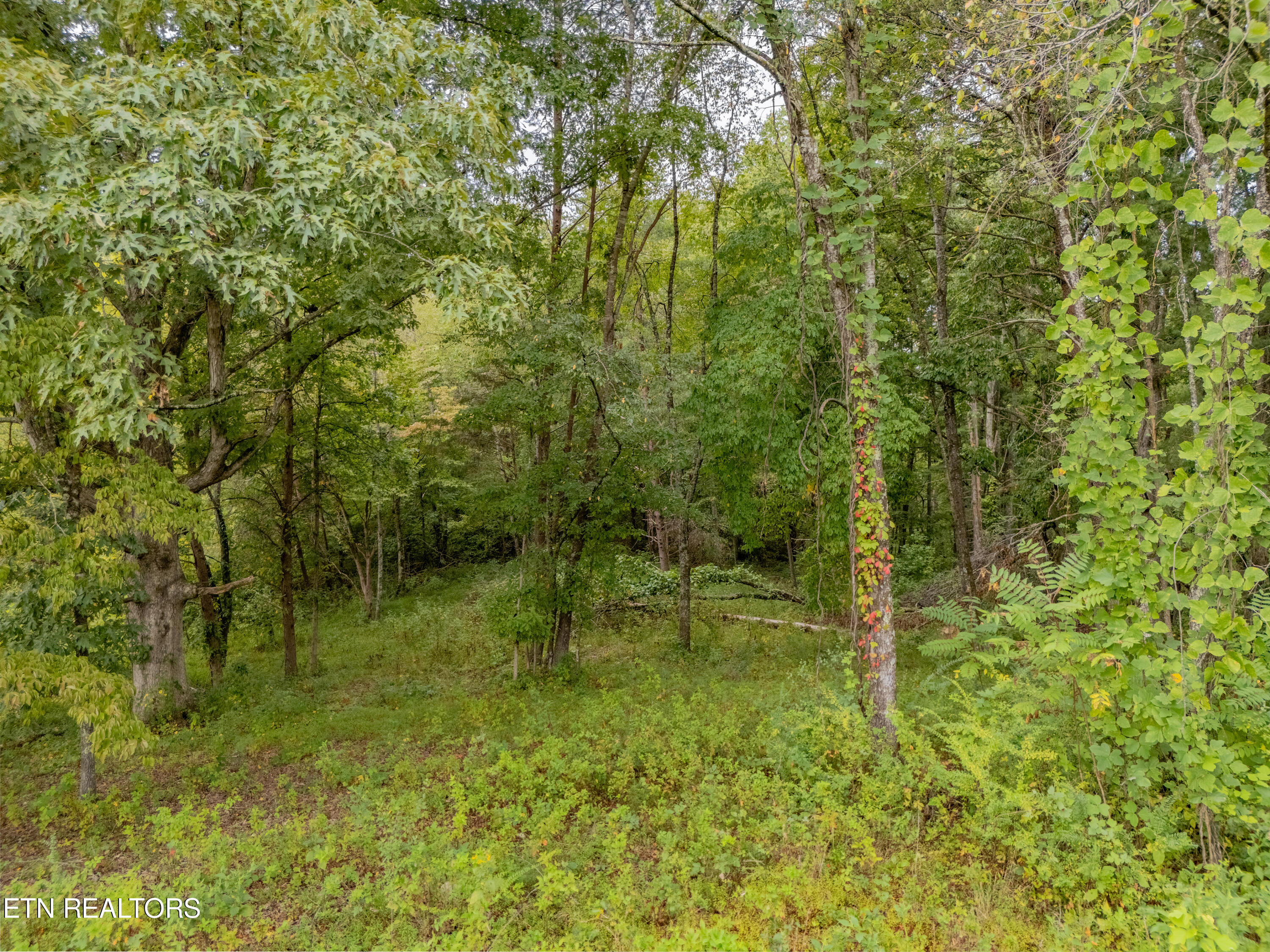 Lot 6 Black Oak Road Harriman, TN 37748 - Photo 7 of 13 IMG_5427