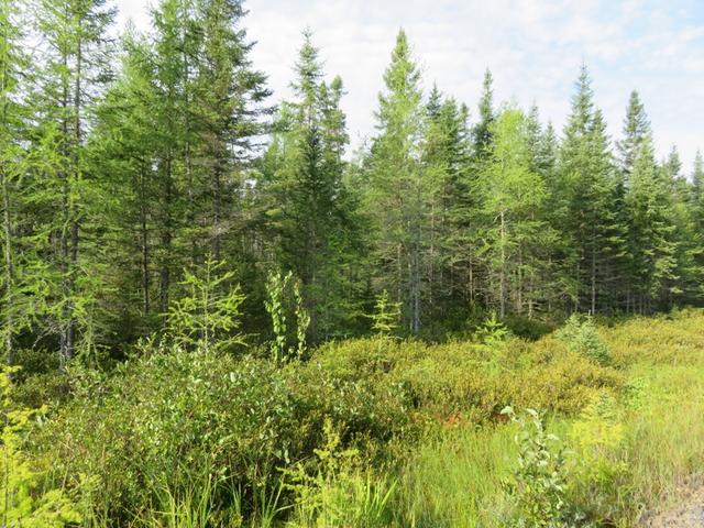 On Gagen Road, Unit 19 ACRES Rhinelander, WI 54501 - Photo 9 of 12 Gallery Image 9