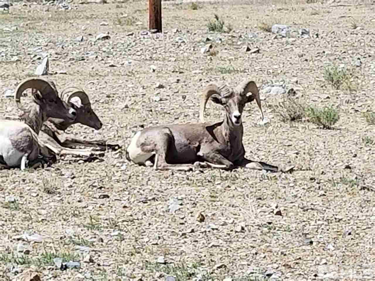 132 Lucille Drive Walker Lake, NV 89415 - Photo 36 of 36 a close view of sink