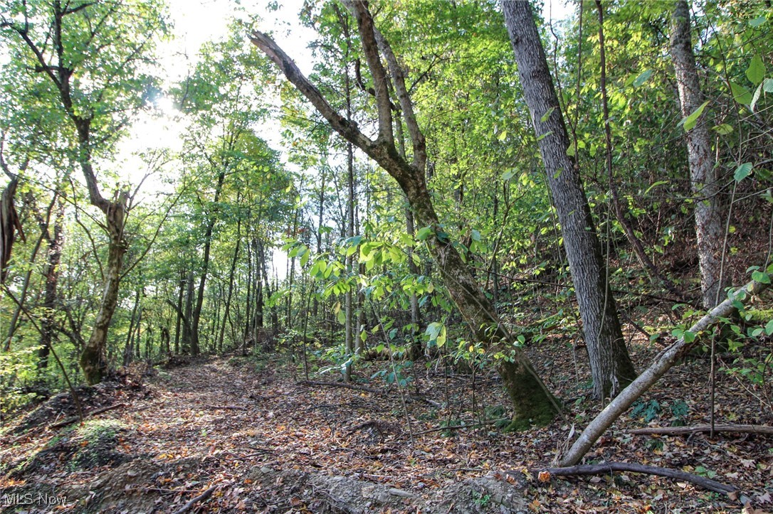 15999 State Route 26 Reno, OH 45773 - Photo 7 of 18 View of tree filled area