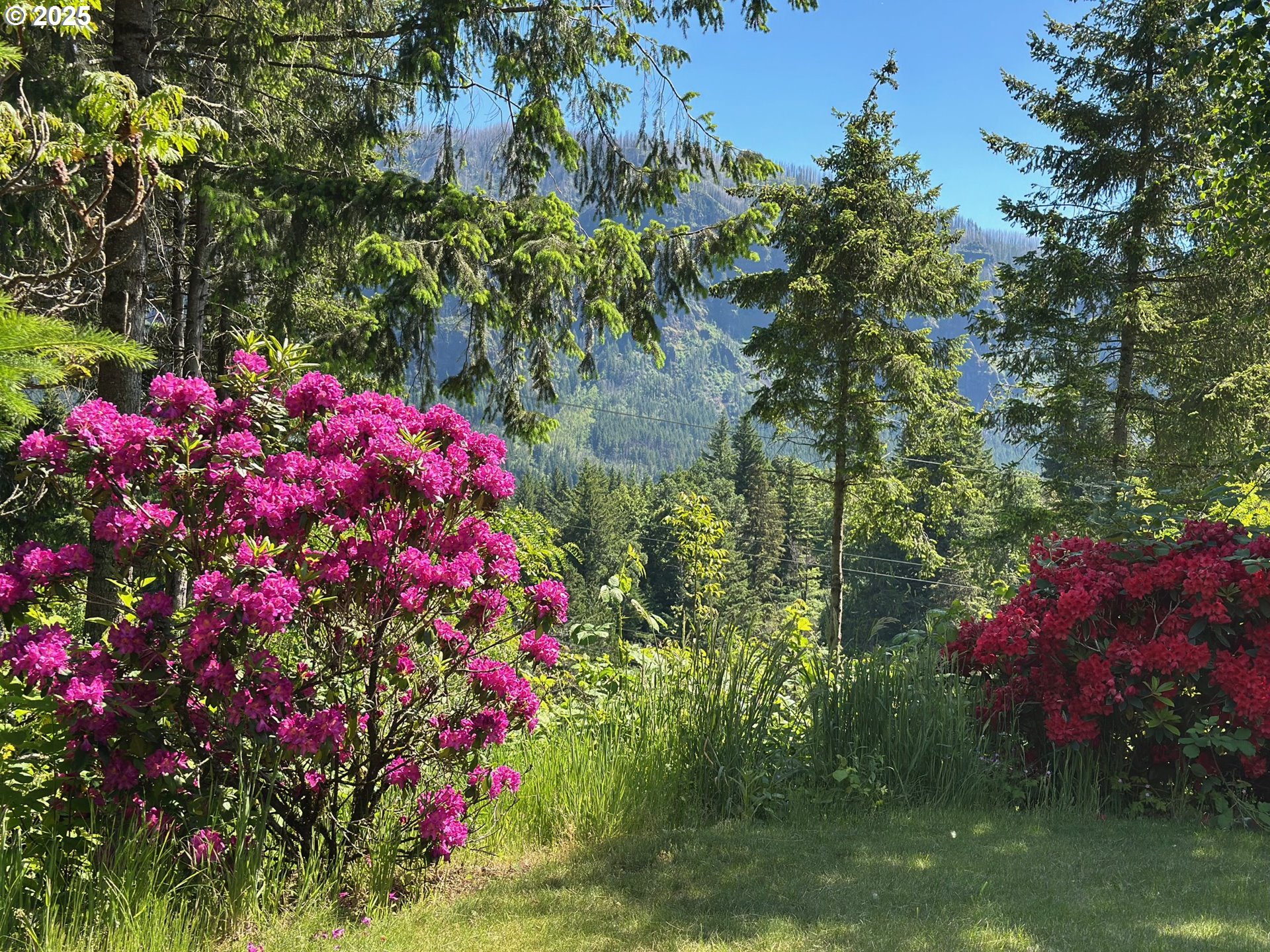 402 Skelton Road Stevenson, WA 98648 - Photo 38 of 48 a view of a flower