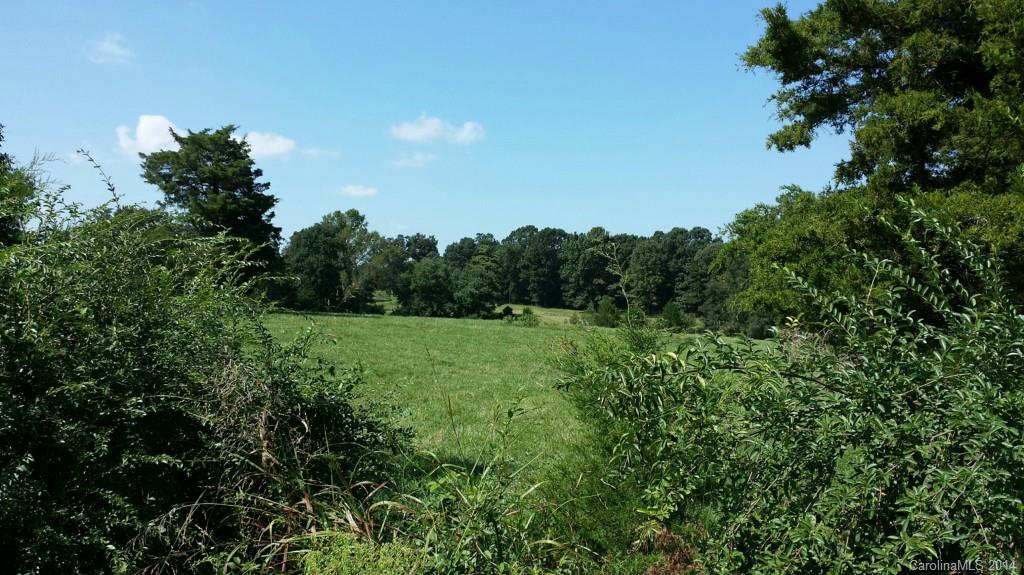 a view of a lush green forest