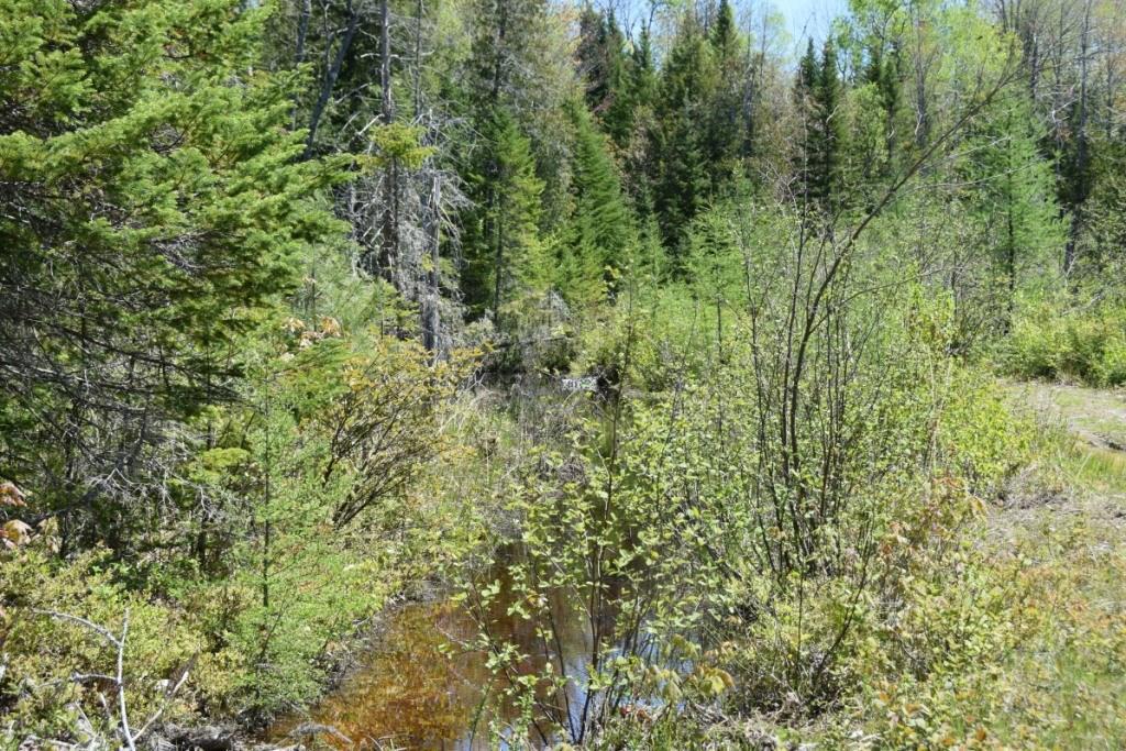 133 Loon Road Embden, ME 04958 - Photo 10 of 18 Bog area