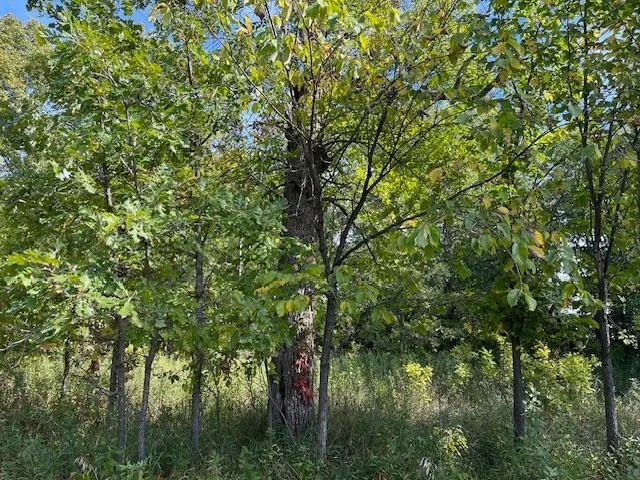 $115,000 | Xxxx Woodsmen Lane Southwest, Alexandria, MN 56308