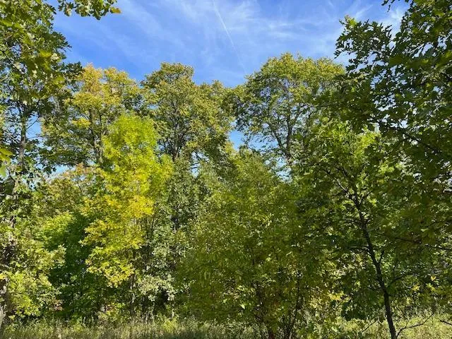 $115,000 | Xxxx Woodsmen Lane Southwest, Alexandria, MN 56308