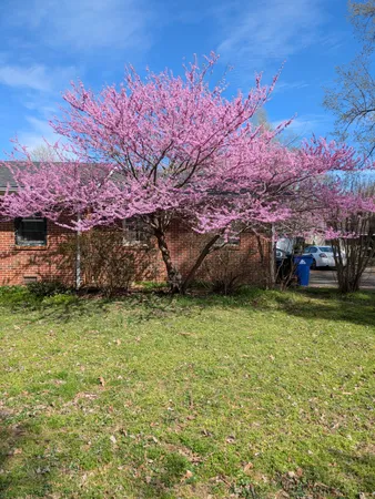 a view of a backyard