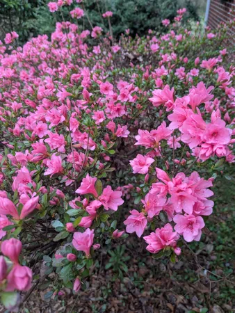 a view of a flower in a garden of a house