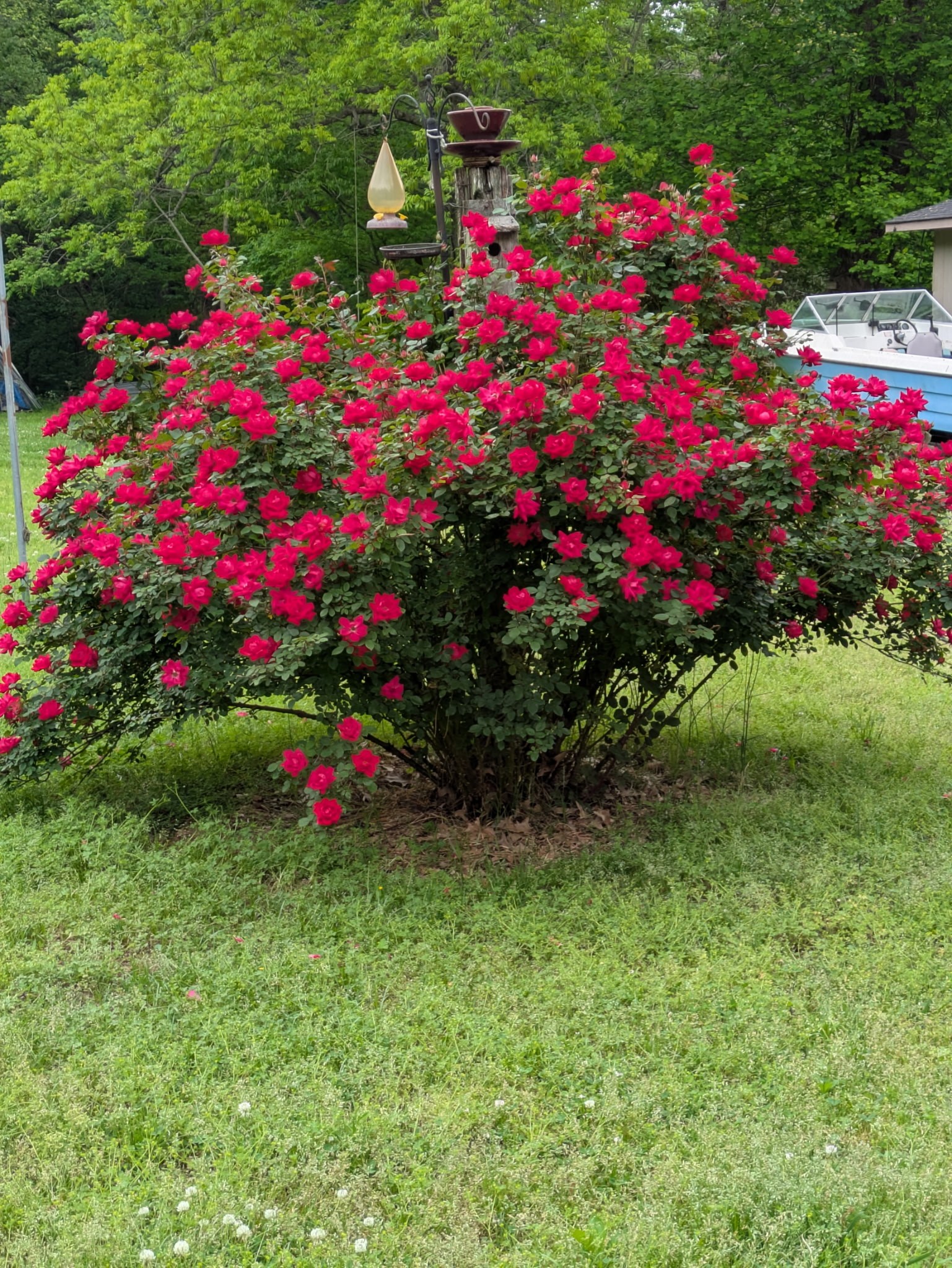 700 Corinth Road Sharon, TN 38255 - Photo 26 of 26 a view of a flower in a garden of a house