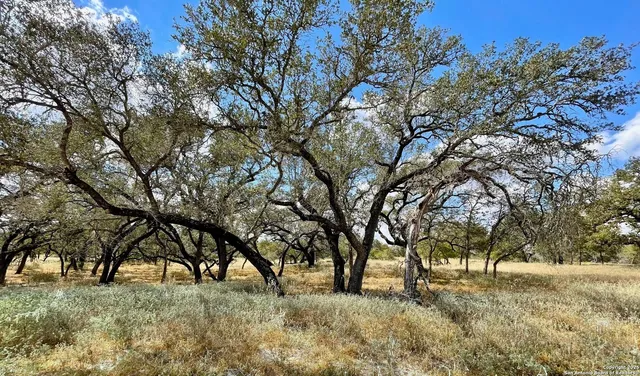 a view of large trees and a yard