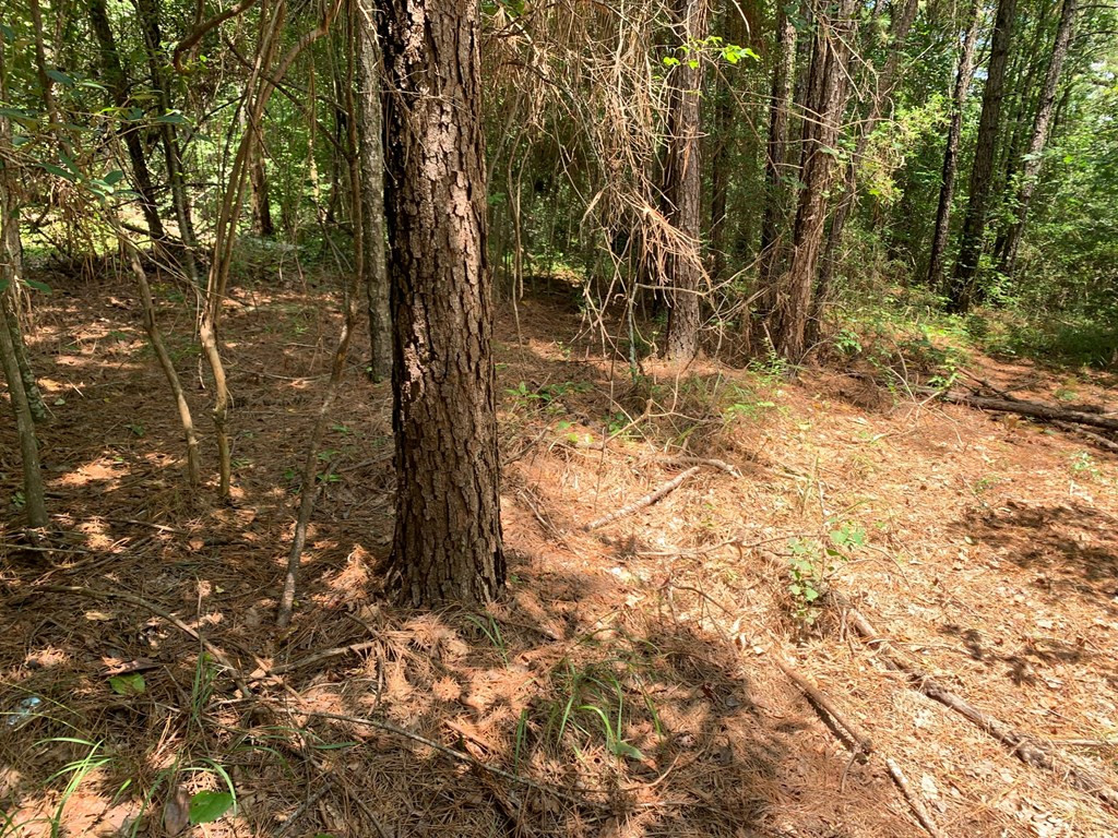 0 Roan Ready Road Monticello, MS 39654 - Photo 11 of 12 Photo 11