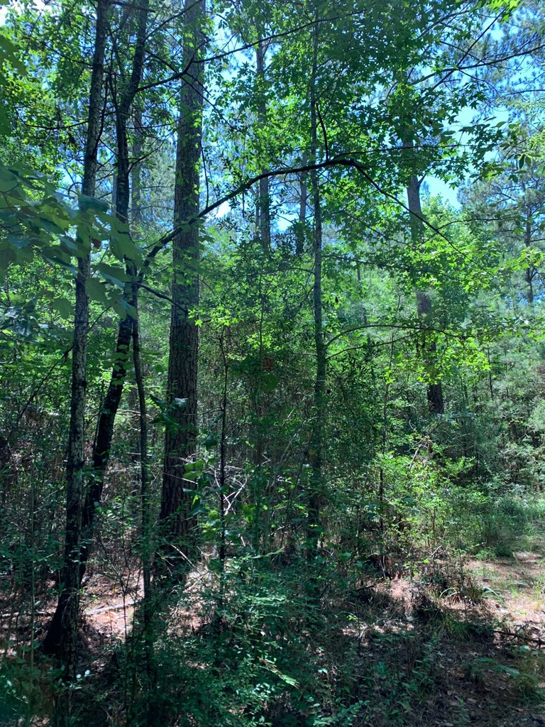 0 Roan Ready Road Monticello, MS 39654 - Photo 2 of 12 Photo 2