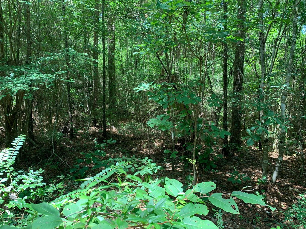 0 Roan Ready Road Monticello, MS 39654 - Photo 3 of 12 Photo 3